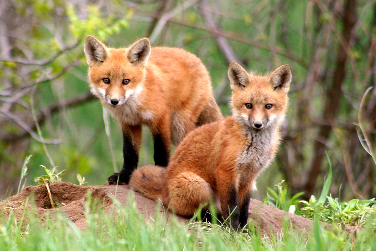 fox pest control