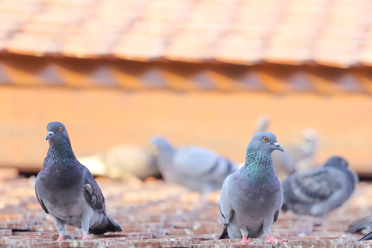 Pigeon Bird Control in Gold Coast - Accurate Pest Management