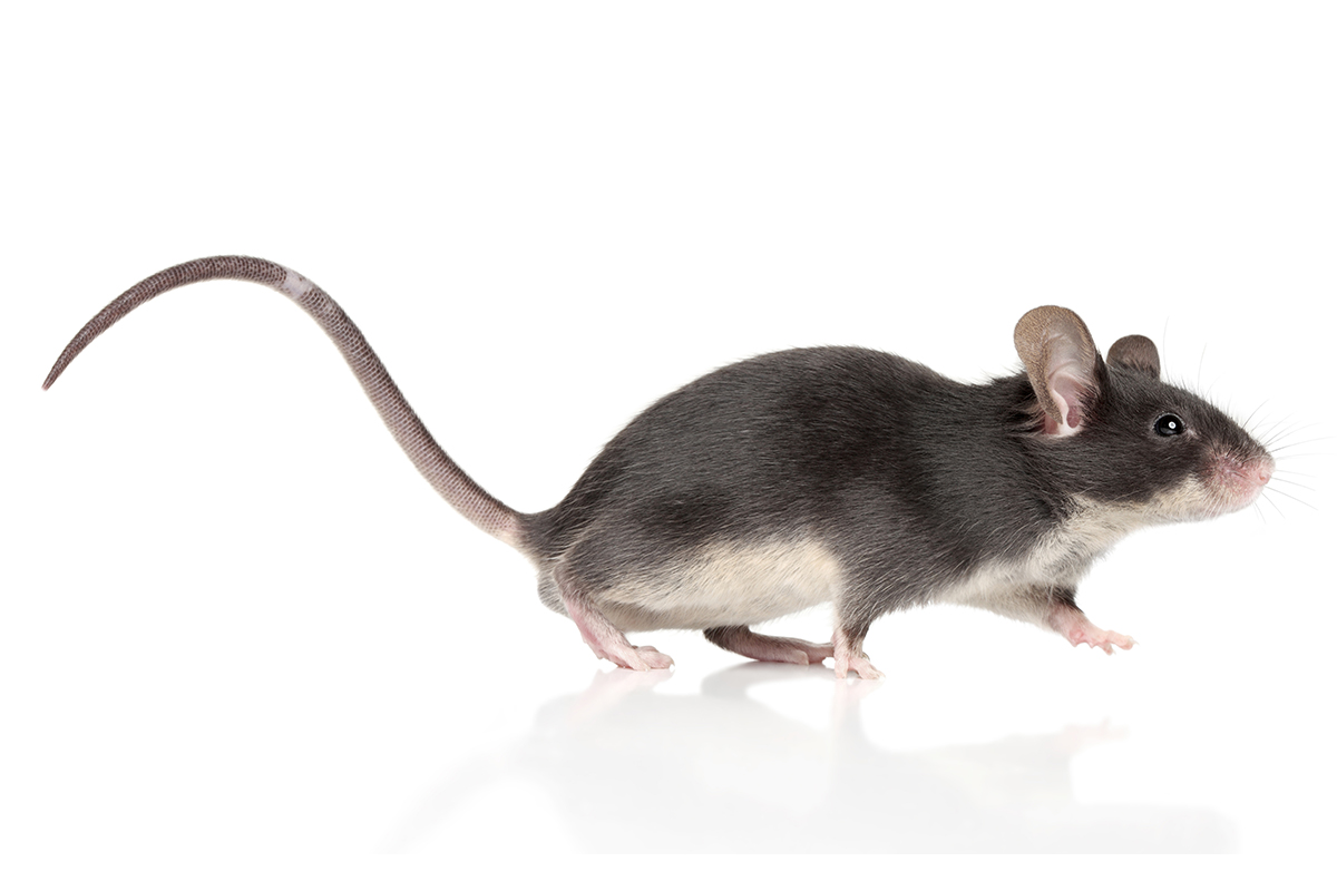 Rodents Accurate Pest Management