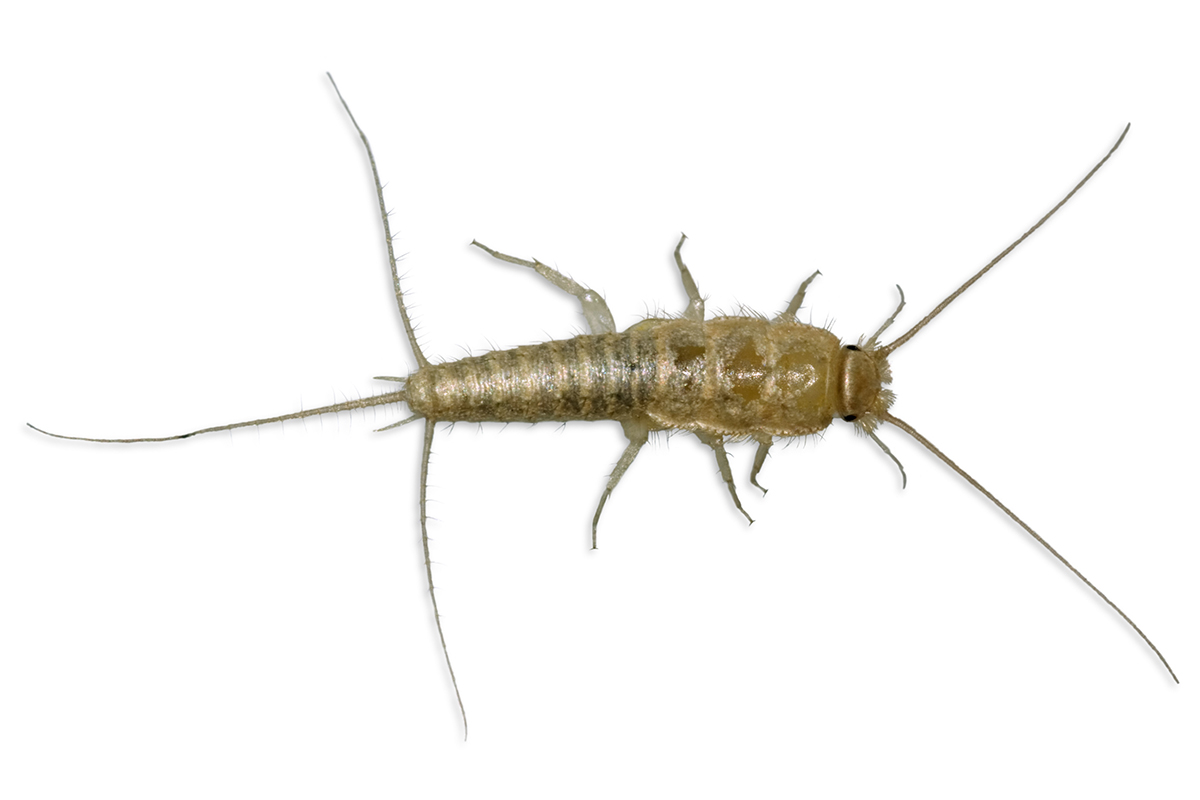 Silverfish pest control - Accurate Pest Management