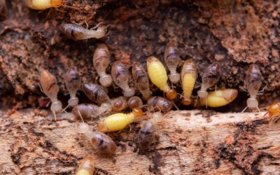 Combating Subterranean Termites: Prevention and Treatment Strategies